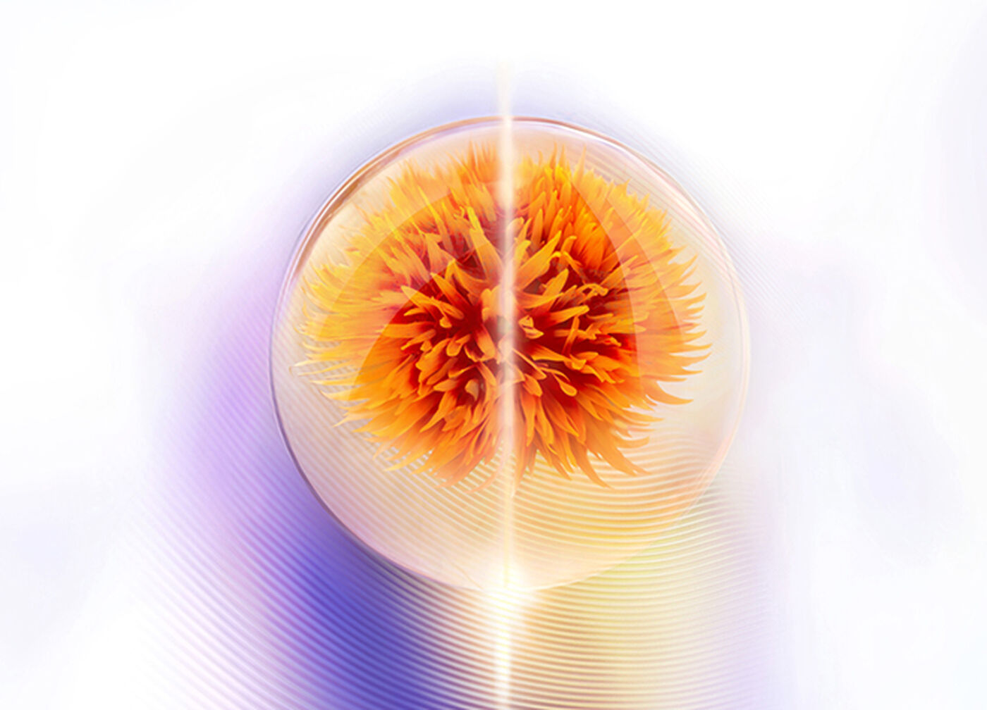 Image without a name Image without a name